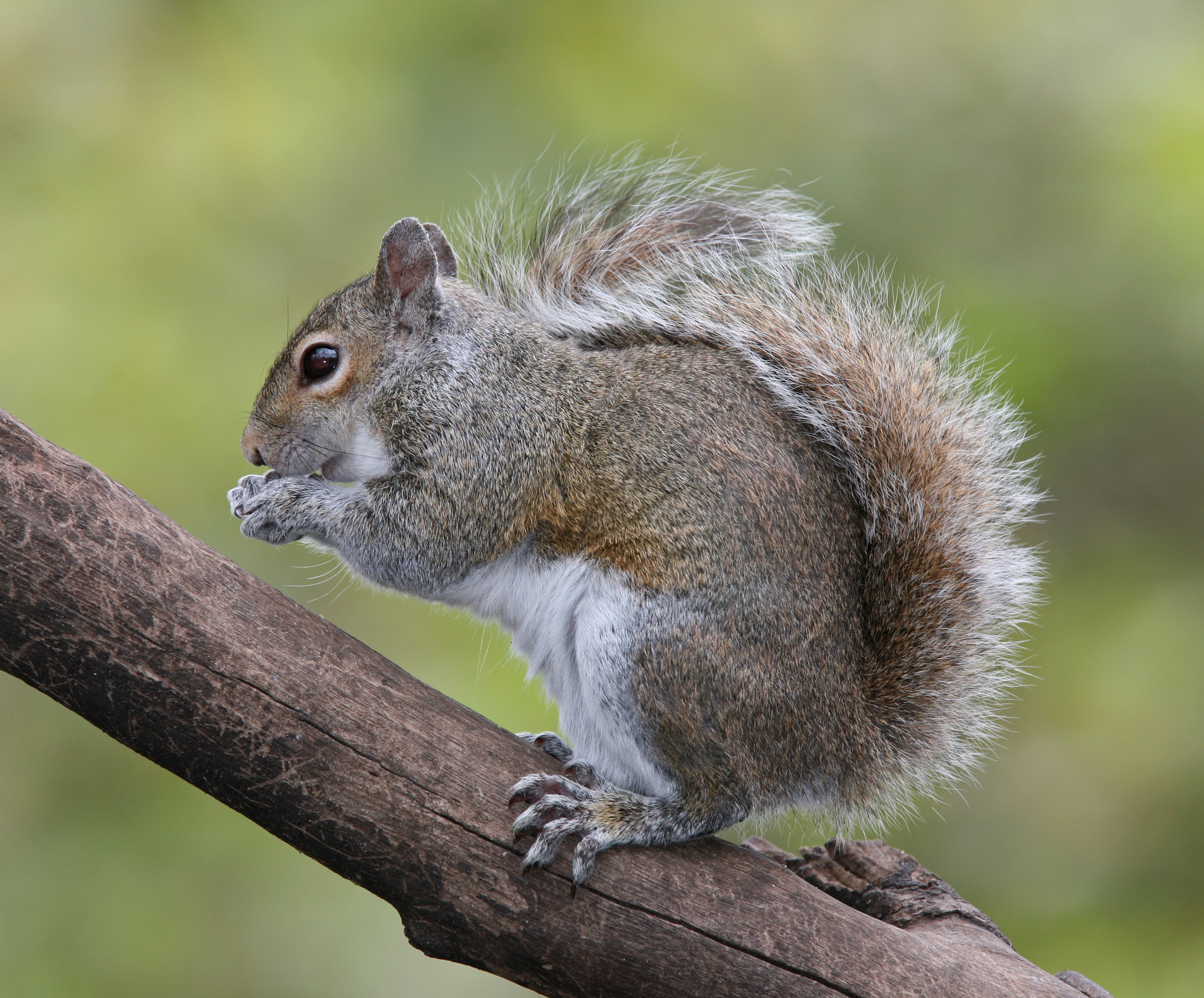 squirrel on branch nut 